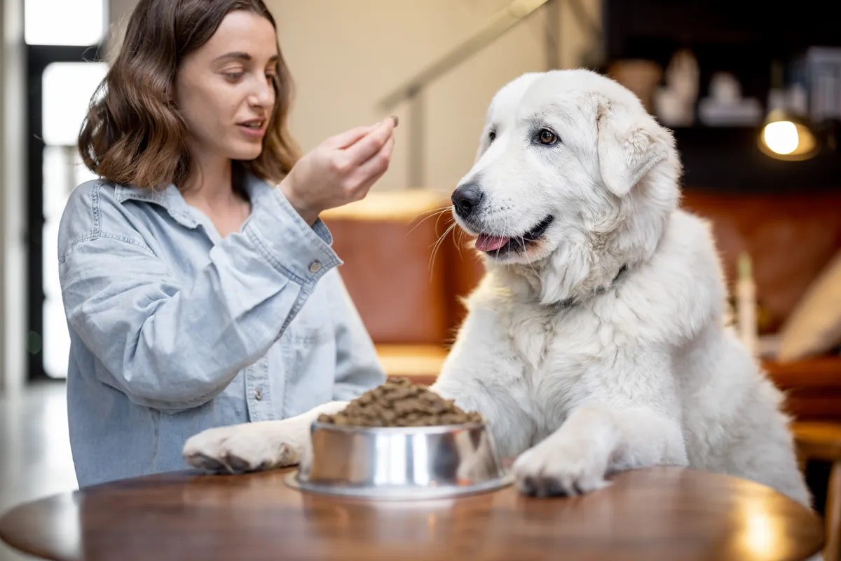 Woman hand-feeding dry kibble to a white dog from a metal bowl