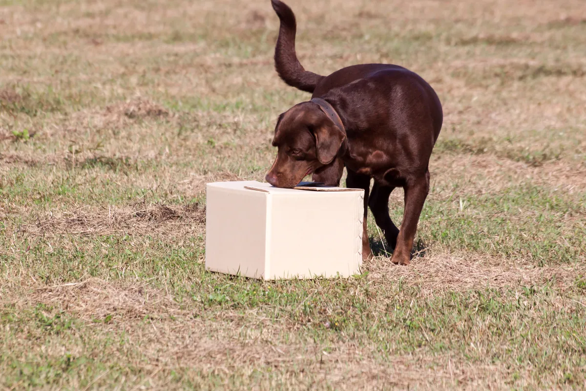Dark brown dog working in a field demonstrating canine detection skills