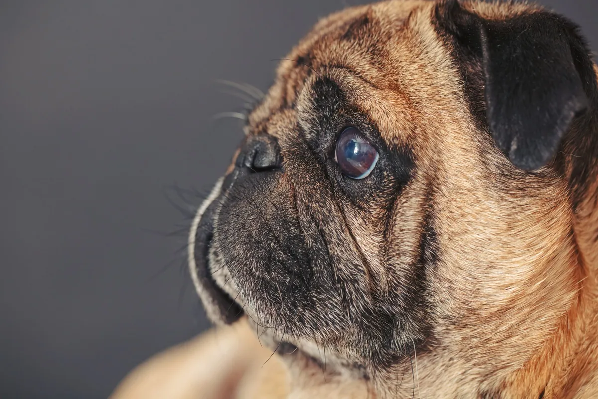 Understanding and Caring for Flat-Faced Dogs