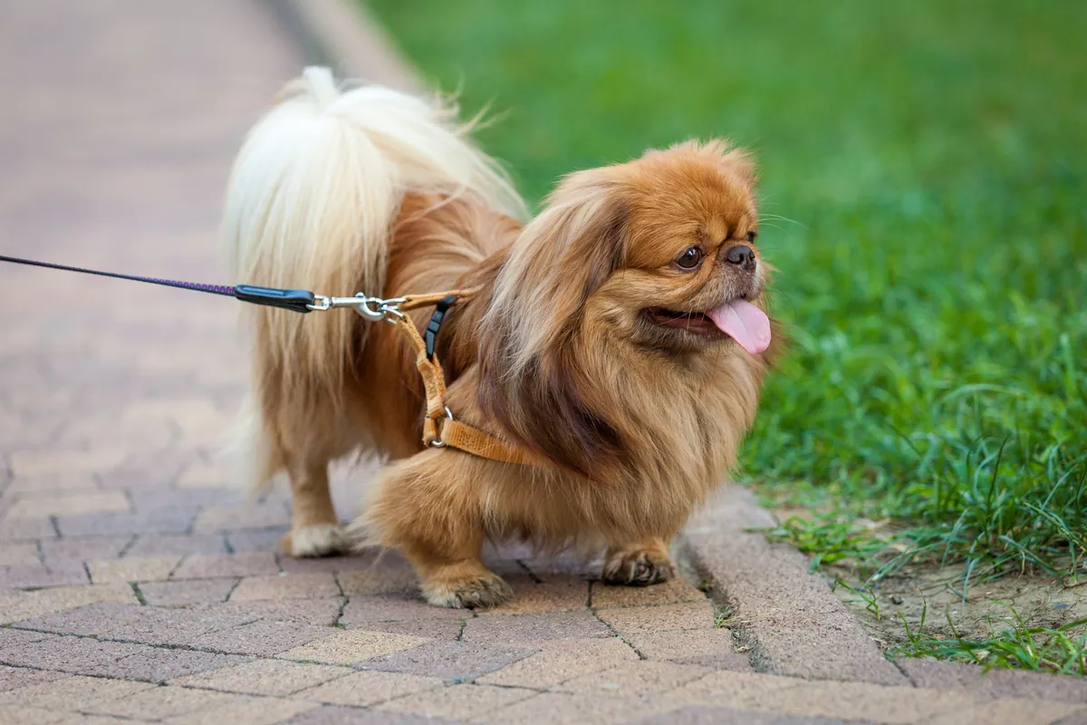 Fawn-colored Pekingese dog on leash standing outdoors in afternoon light