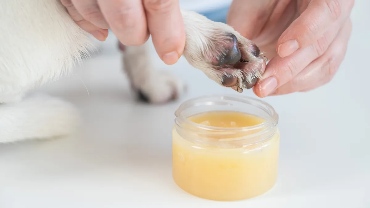 Owner applying protective wax balm to dog's paw pad with careful hands
