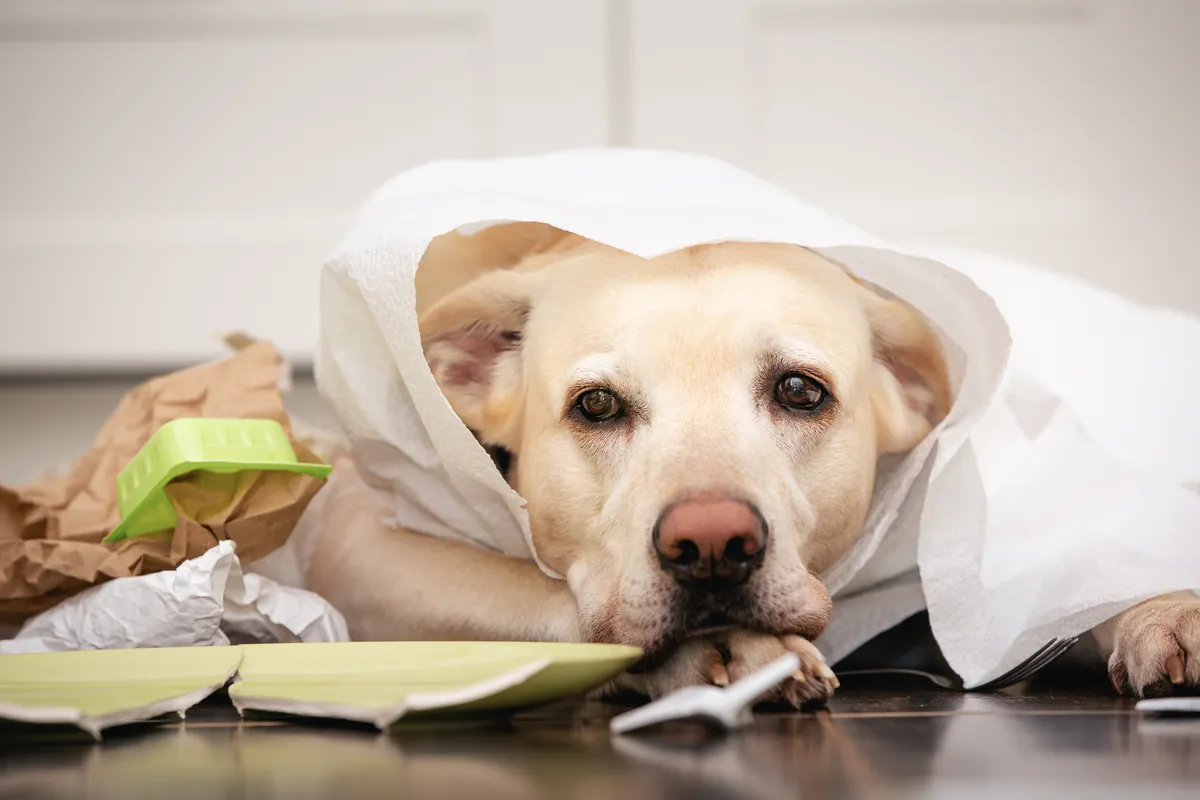 Cream-colored Labrador wrapped in white sheet looking guilty at home