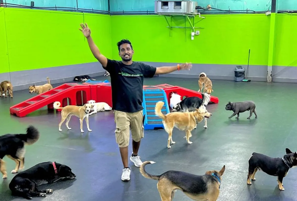 Caregiver supervising multiple dogs playing indoors with colorful equipment