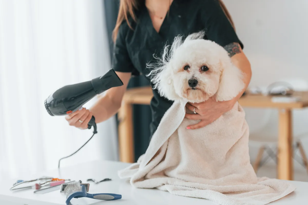Small white dog being dried with professional blow dryer at grooming salon