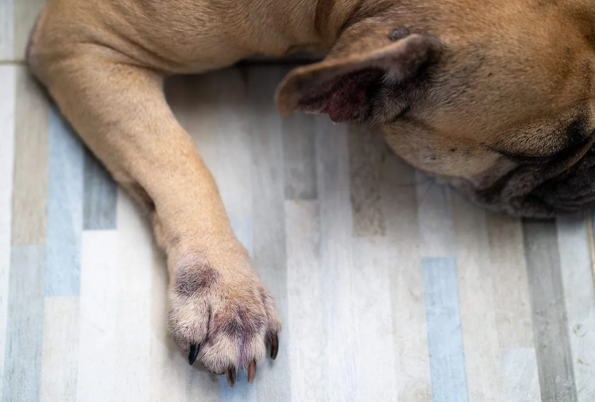 Dog Chewing Paws: Understanding the Causes and How to Stop It