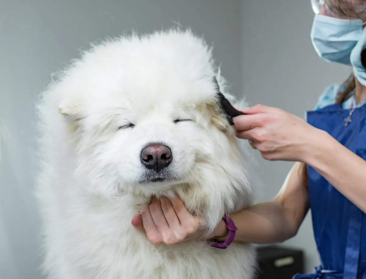 How to Groom Dogs with Thick Coats: A Step-by-Step Guide