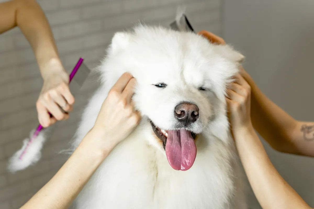 How to Groom Dogs with Thick Coats: A Step-by-Step Guide