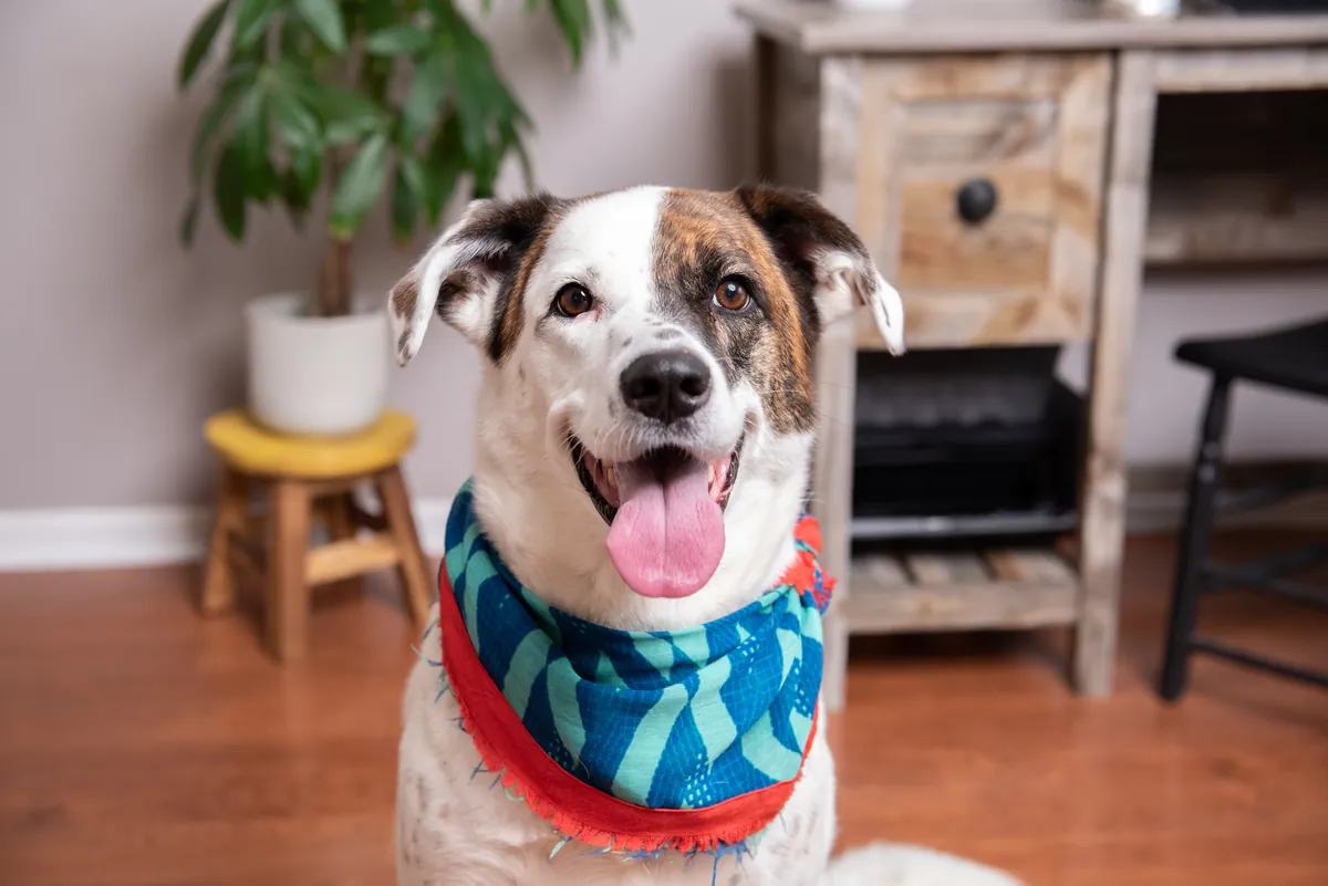 Brown and white dog wearing a colorful bandana with tongue out indoors