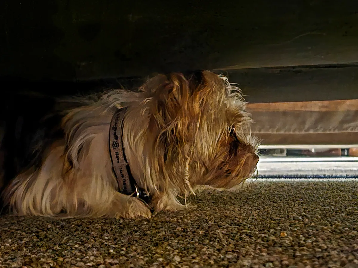 Scared small brown dog with long coat hiding under a bed frame