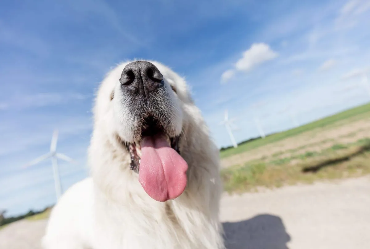 Bad Breath in Dogs: Common Causes and Solutions