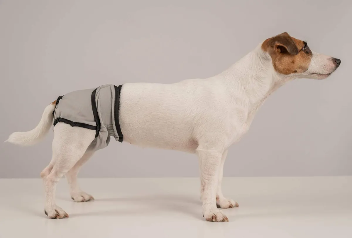 Jack Russell Terrier wearing a reusable dog diaper on white background