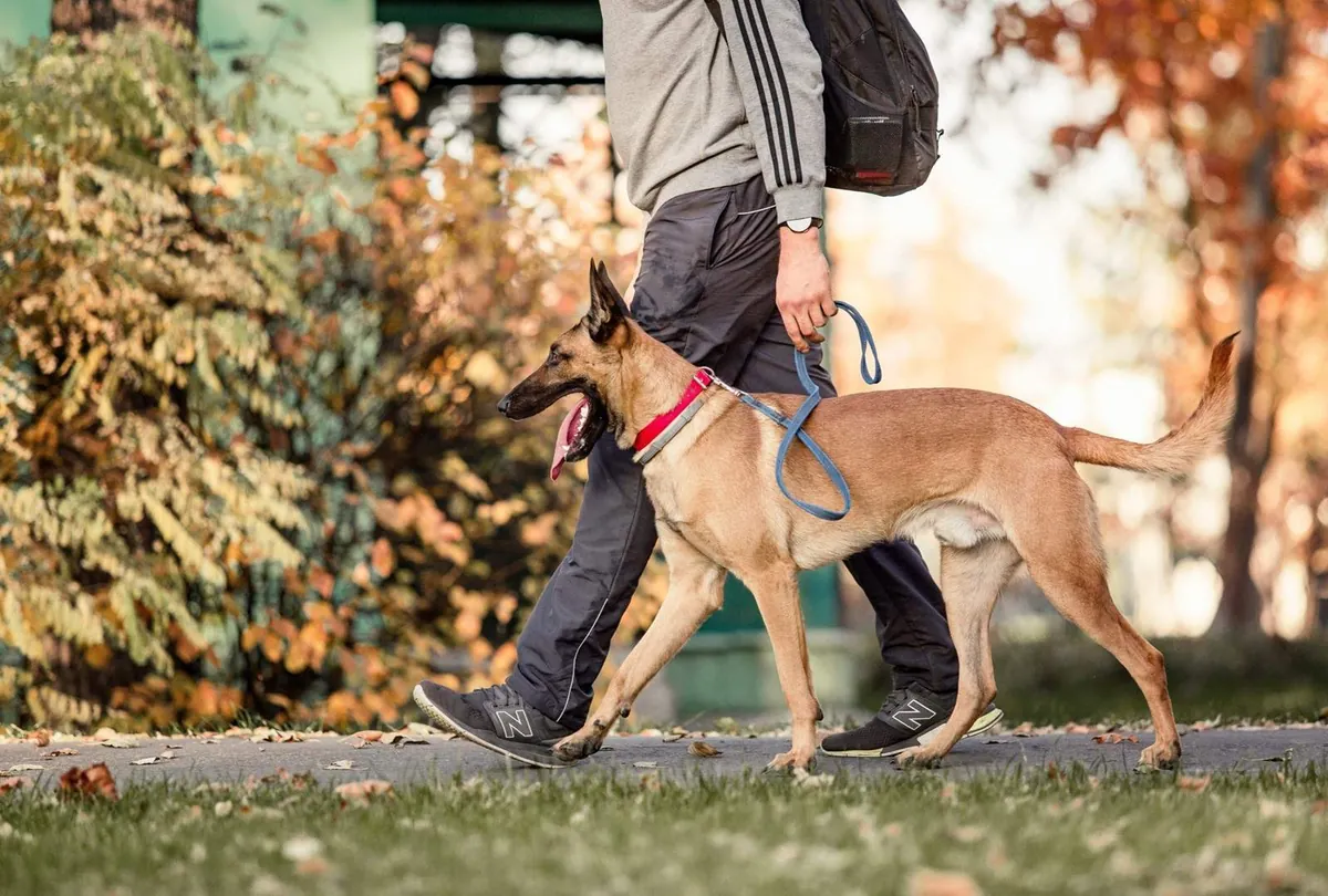 Brown Belgian Shepherd Malinois lying in fallen autumn leaves