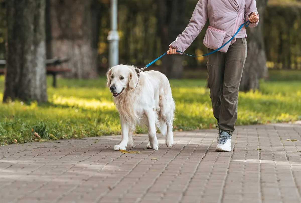 How Often Should You Walk Your Dog for Good Health?