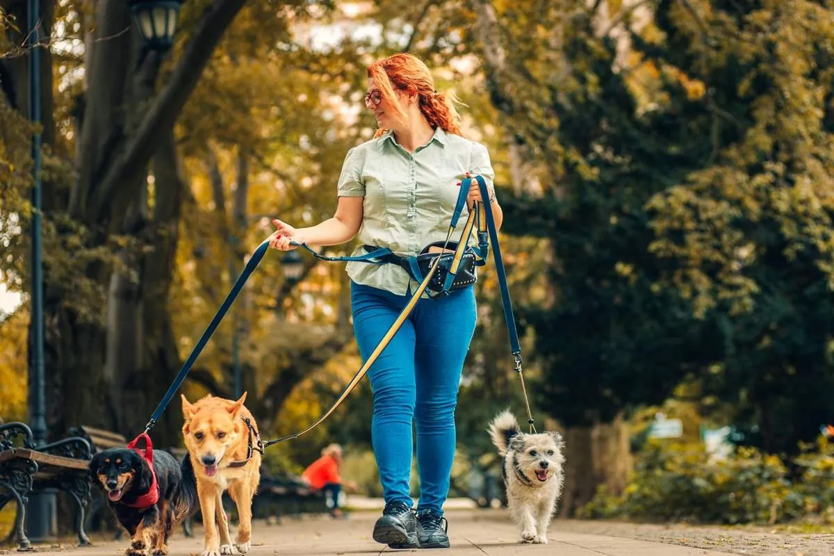 Woman jogging while walking three different dogs on leashes in autumn
