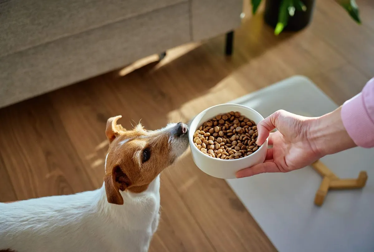Dog Feeding Chart by Age and Weight: Puppy, Adult, and Senior Dogs