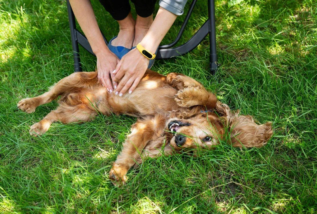 Why Do Dogs Like Belly Rubs? What It Really Means