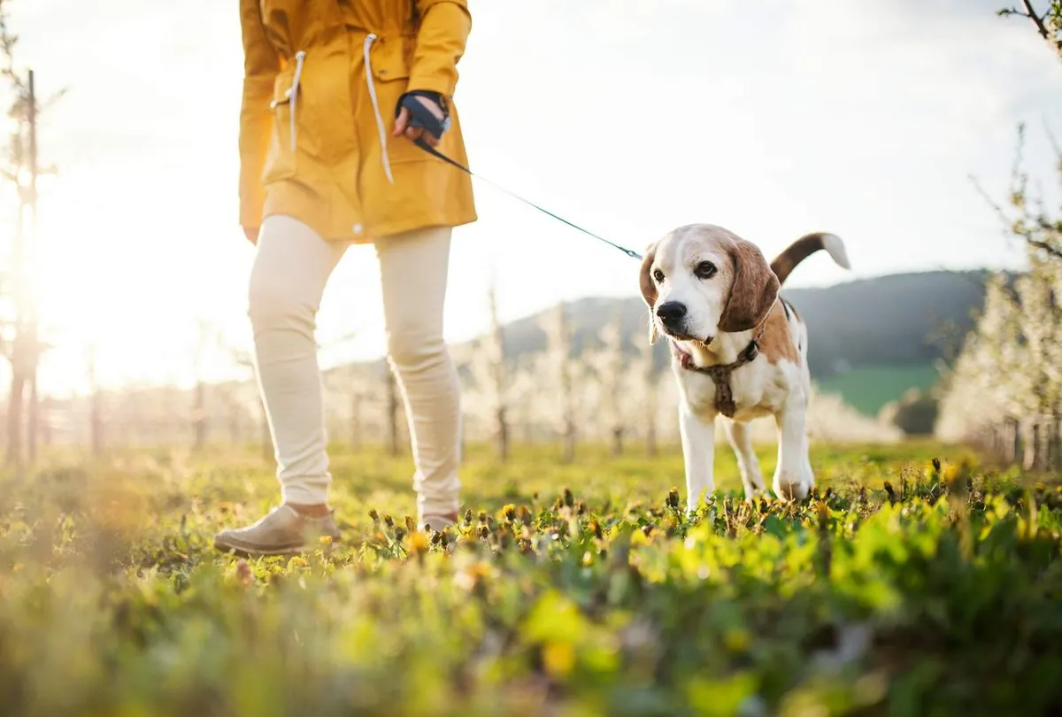 Senior woman in yellow coat walking a brown and white Labrador outdoors