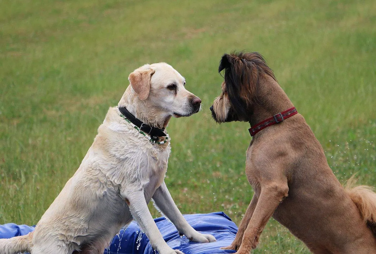 Dog Bullying Behavior: Causes, Signs, and Training Solutions