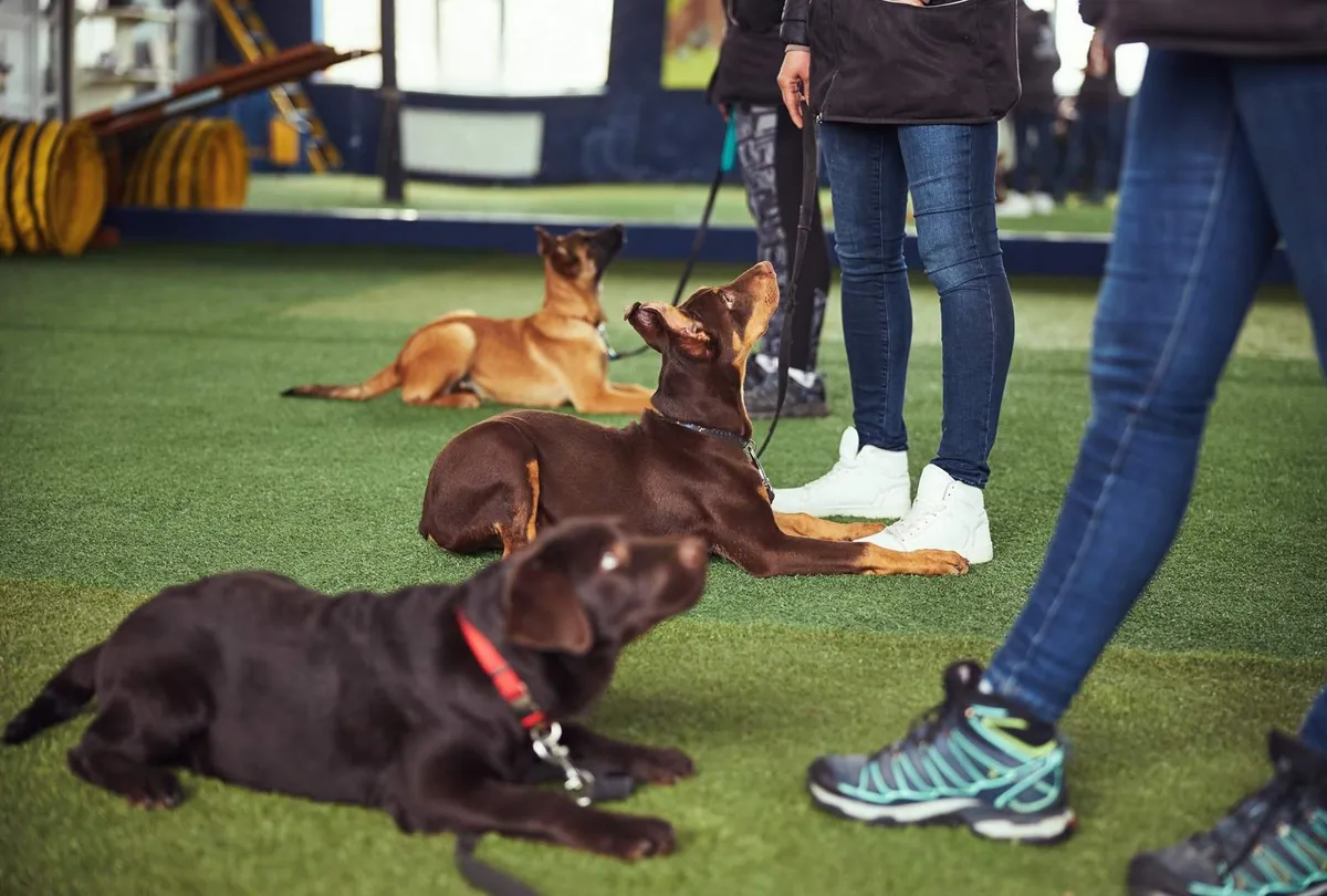 Dogs being trained by experienced handlers on a green training field
