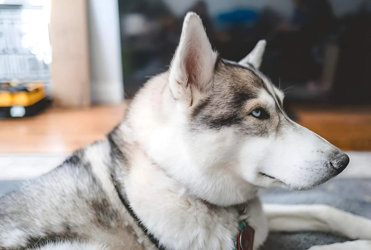 Stubborn Dog Behavior: Why It Happens and What to Do