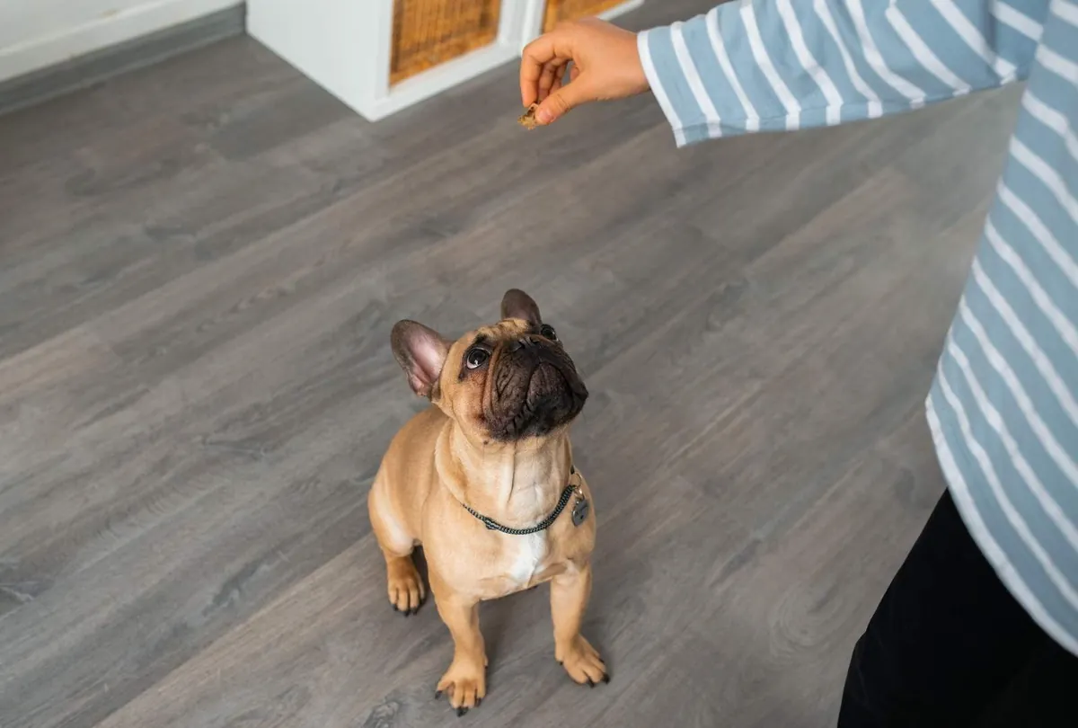 Stubborn Dog Behavior: Why It Happens and What to Do
