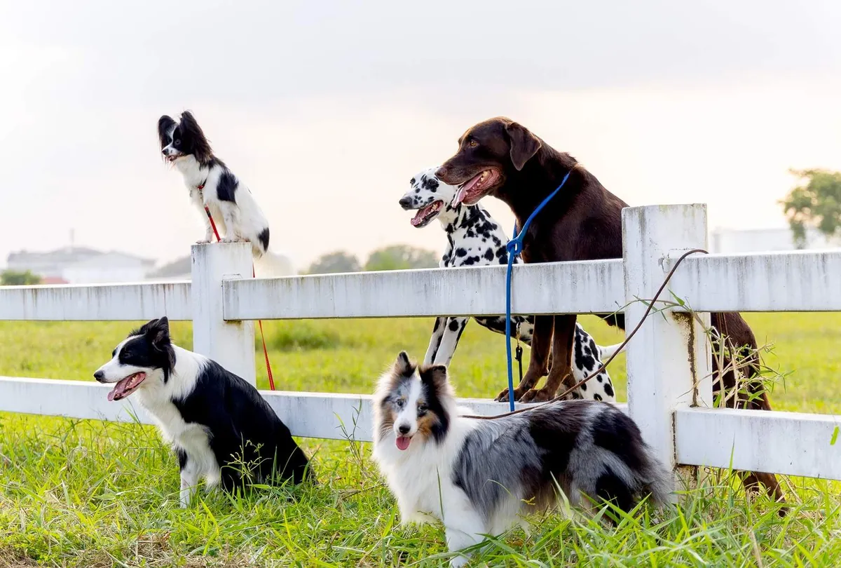Understanding Dog Temperament: Traits and Behavior