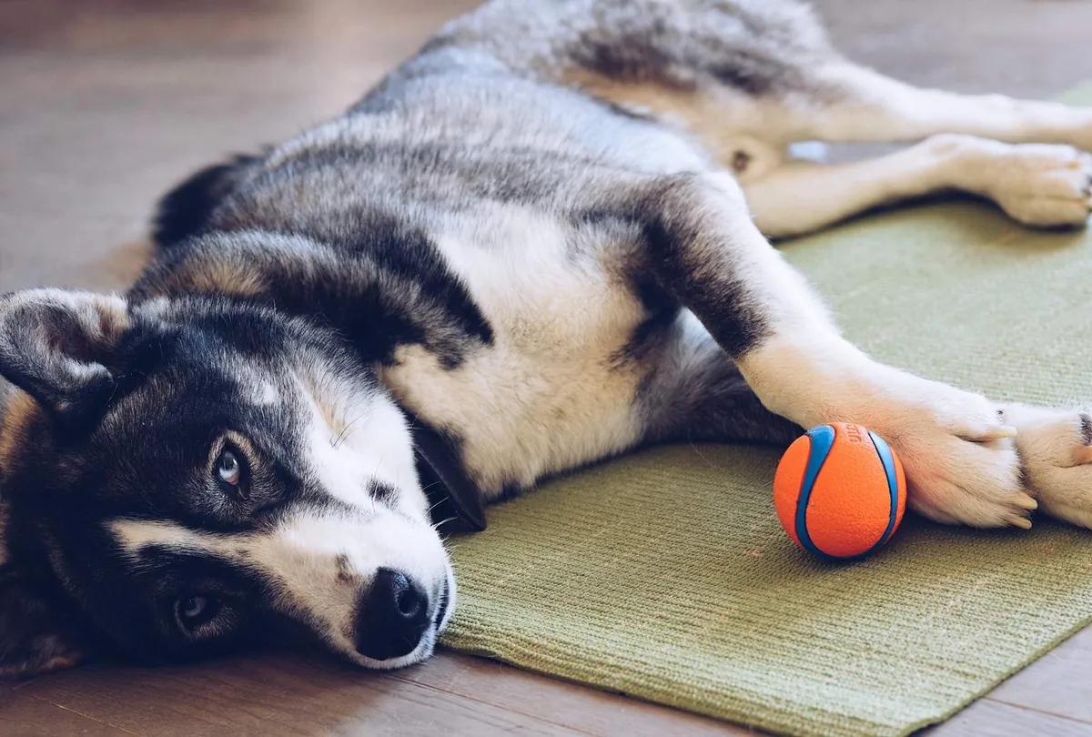 Stubborn Dog Behavior: Why It Happens and What to Do