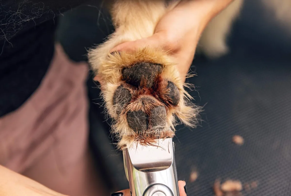 Summer Dog Grooming Tips by Dog House Dubai