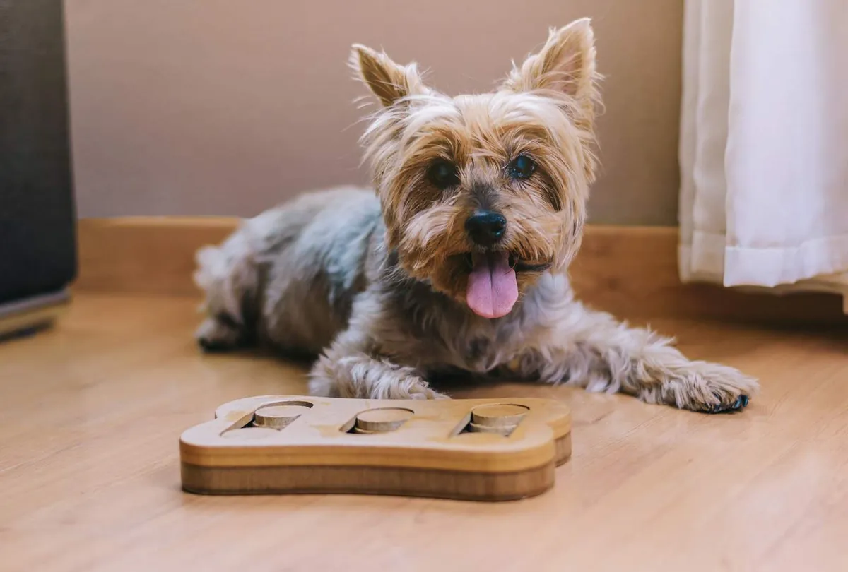 Beige and brown small dog with tongue out playing with wooden puzzle toy