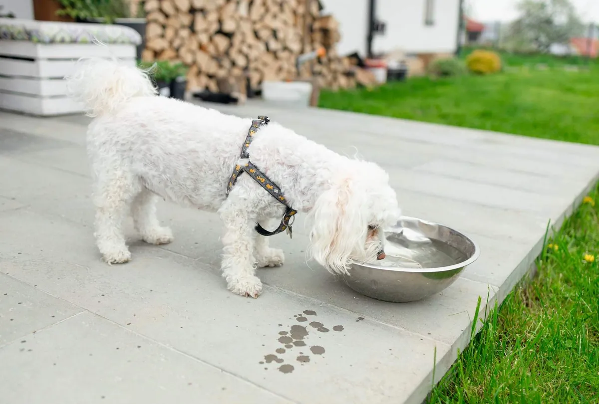 Why Is My Dog Drinking So Much Water? Causes and Warning Signs