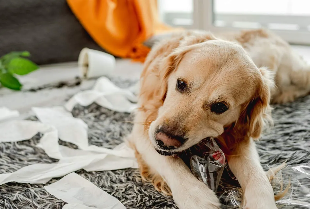 Destructive Chewing in Dogs: Causes, Solutions, and Training Tips