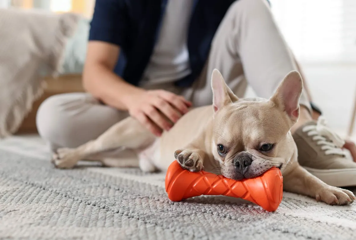 Destructive Chewing in Dogs: Causes, Solutions, and Training Tips