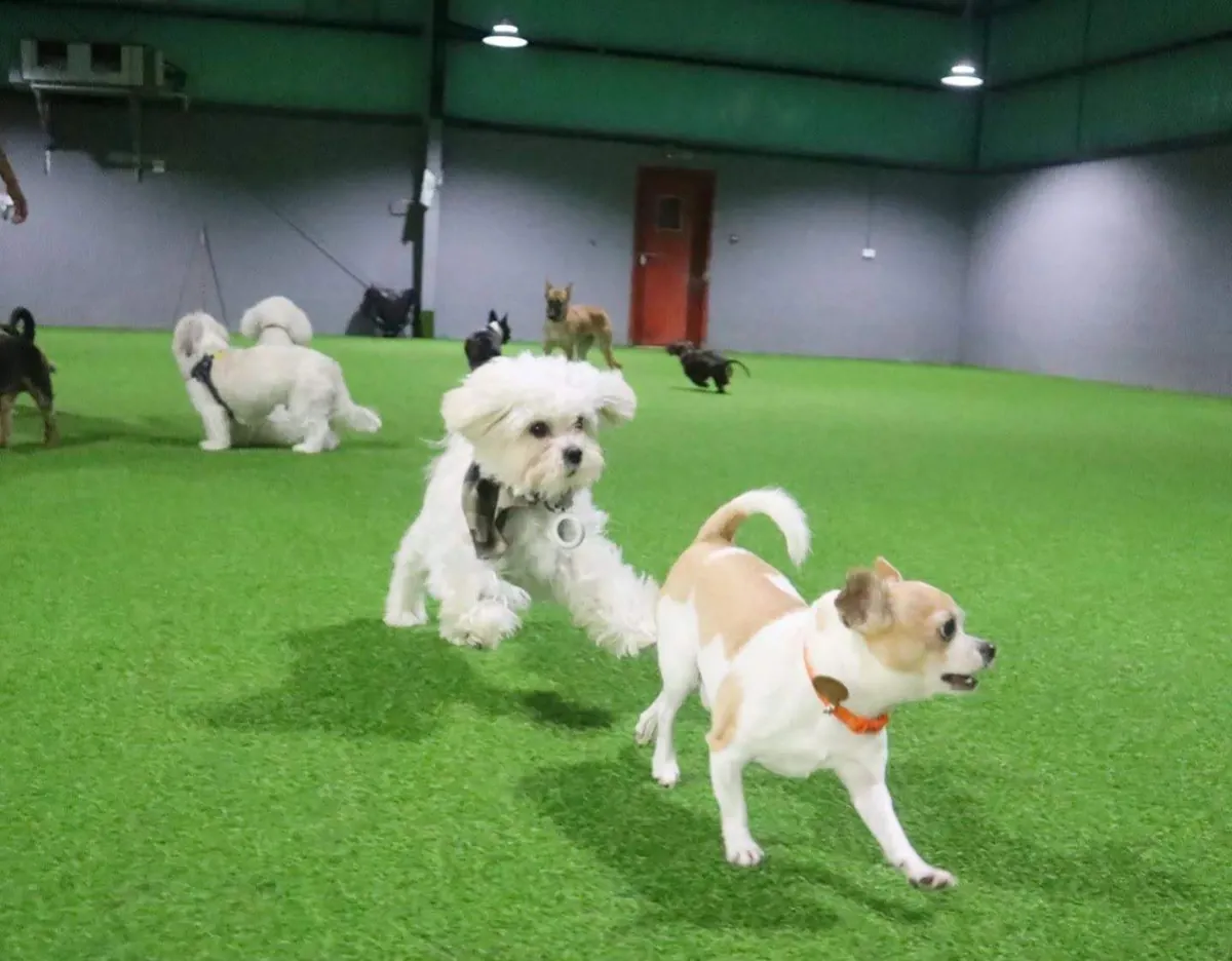 Dog House Dubai Daycare