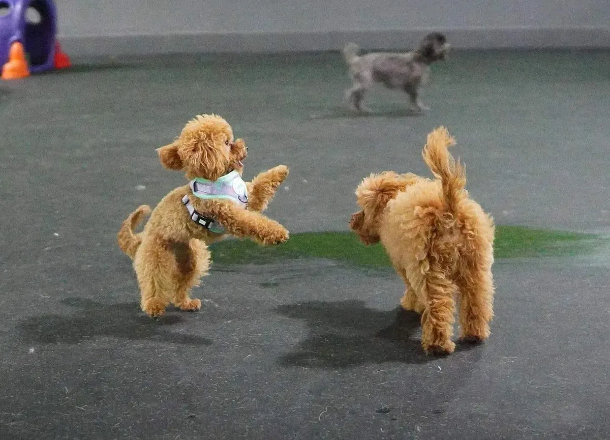 What Age Can Puppies Go to Daycare?