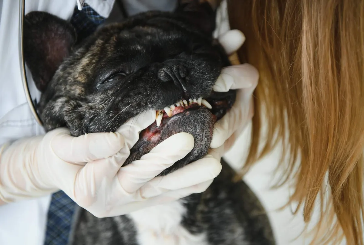 Professional Dog Dental Cleaning: When and Why It's Needed