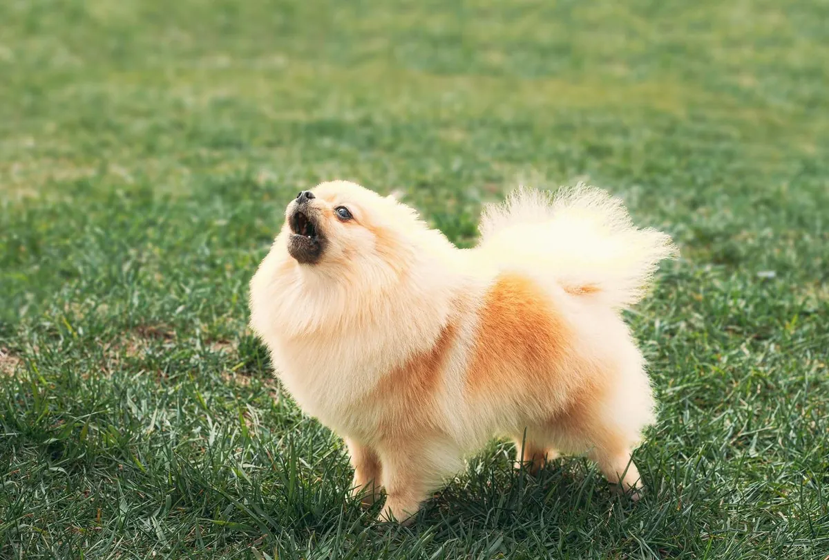 Dog Barking Excessively