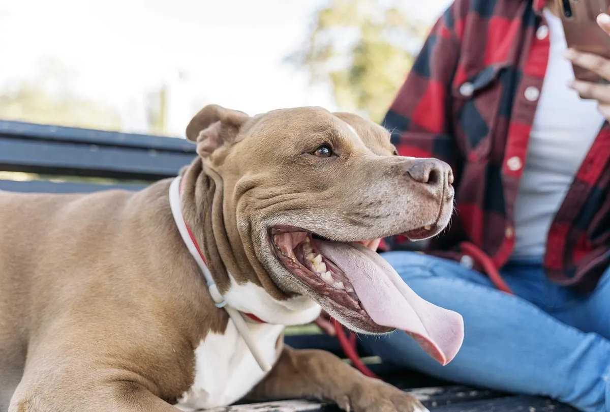 Dog Panting Explained: Normal vs. Excessive Panting