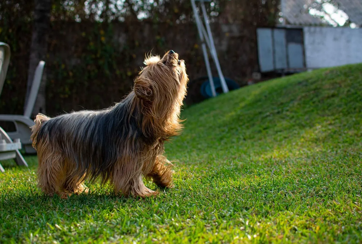 Dog Barking Excessively: 9 Common Reasons Behind the Behavior