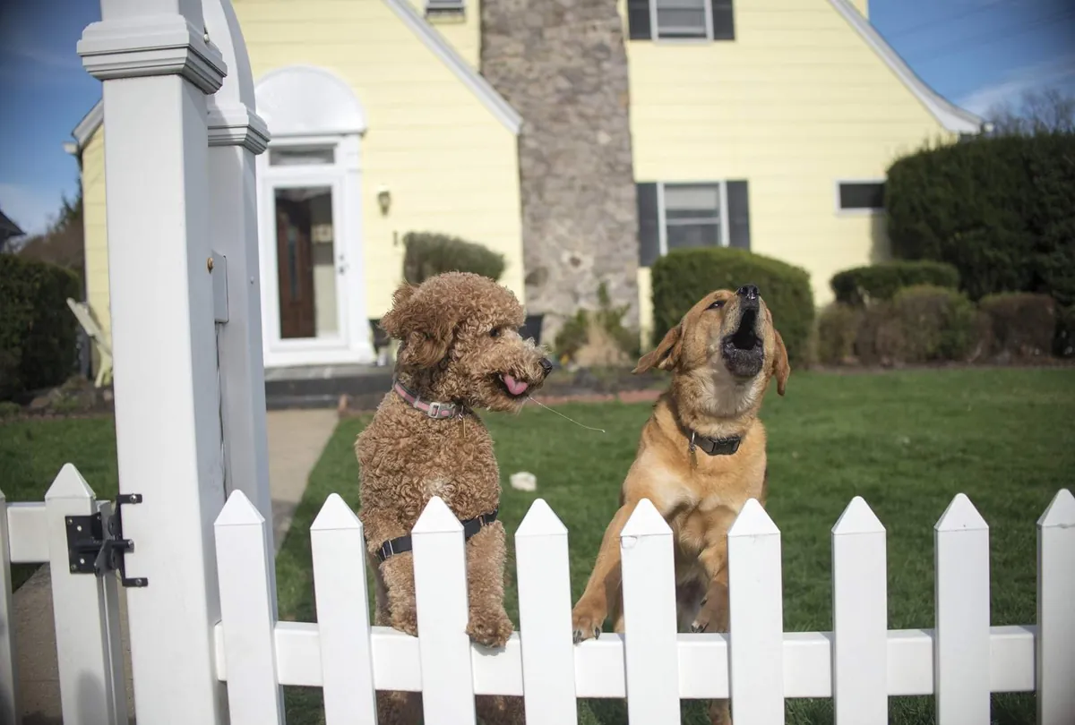 Tan poodle and brown dog standing on hind legs barking over white fence