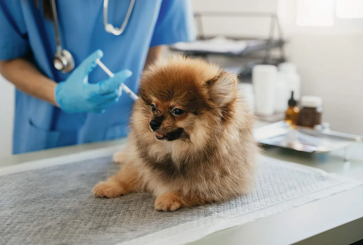 Brown Pomeranian receiving a veterinary injection from a vet in blue scrubs