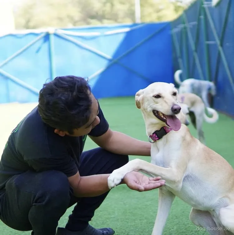 A dog offering a paw to a crouching member of the Dog House team in the outdoor play area