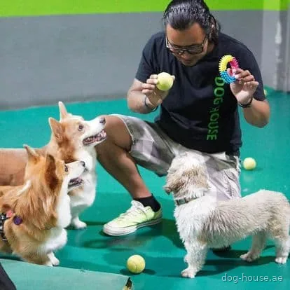 Trainers playing with a group of dogs in the Dog House play area