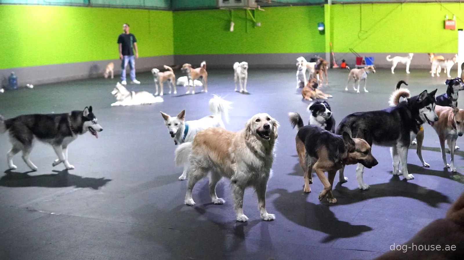 More than twenty dogs playing together in the large indoor play area at Dog House, watched by a member of staff