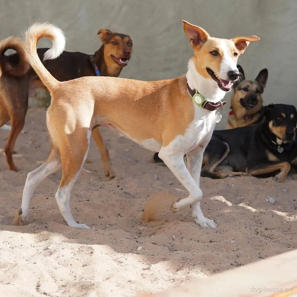 A dog trotting across the outdoor sand play area