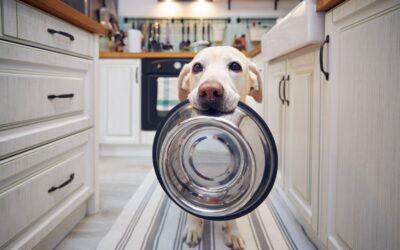 Raw vs Cooked Food for Dogs: Factors for Optimal Health & Nutrition