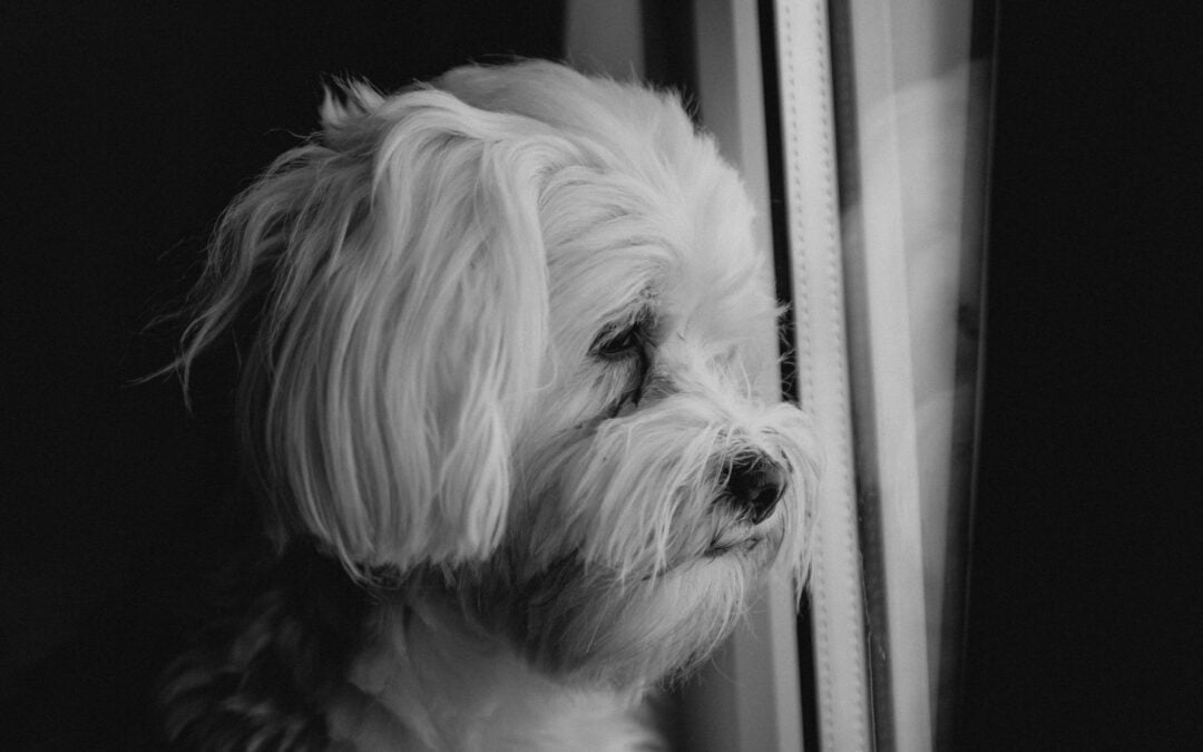 Dog Boarding: The Essential Guide to Managing Stress and Anxiety