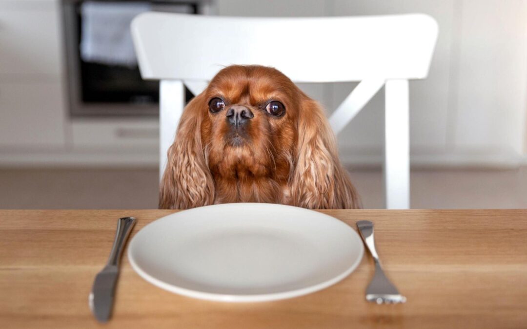 Treats Fruit-Based for Your Dog’s Health – A Guide to Choosing the 6 Best Nutritious Snacks for Your Canine Companion