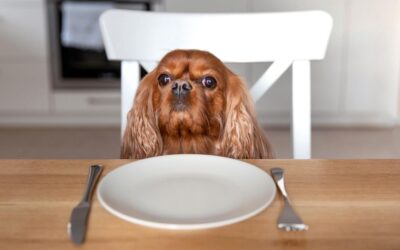 Treats Fruit-Based for Your Dog's Health - A Guide to Choosing the 6 Best Nutritious Snacks for Your Canine Companion