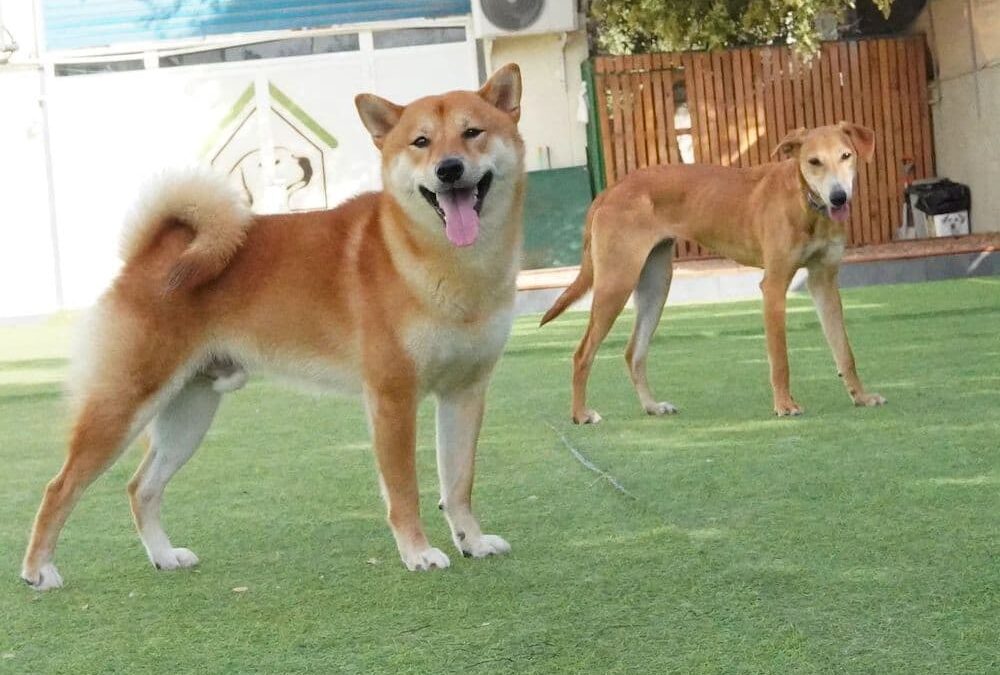 The Top 6 Common Injuries Dogs Experience at Daycare and How to Avoid Them