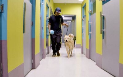 How to Prepare Your Dog for Their First Boarding Experience